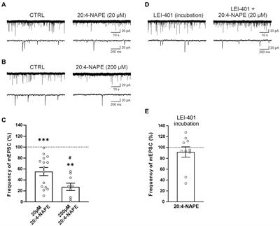 Inhibition of synaptic transmission by anandamide precursor 20:4-NAPE is mediated by TRPV1 receptors under inflammatory conditions